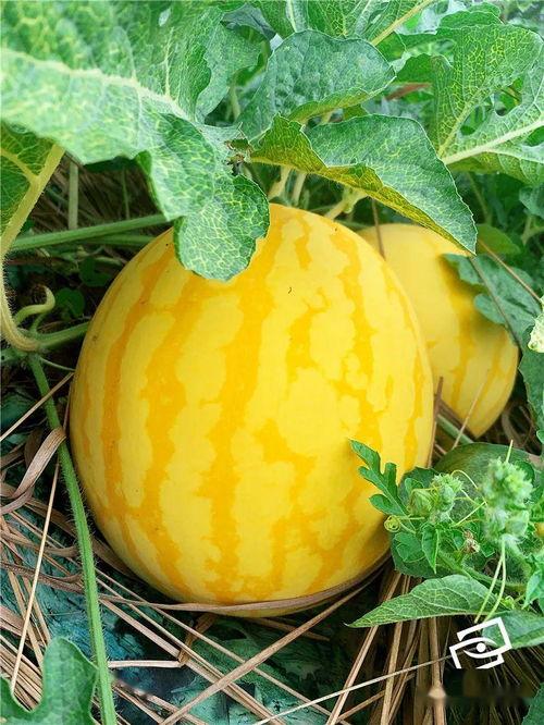 名牌吃瓜,揭秘明星名媛的“吃瓜”生活